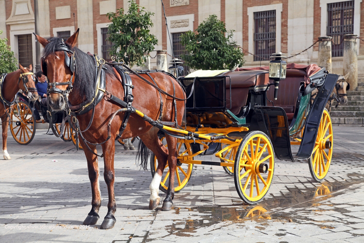 Sevilla Horse and Carriage